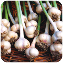 Allium sativum (garlic)