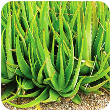 Aloe barbadensis