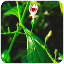 Andrographis paniculata