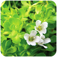 Bacopa monnieri