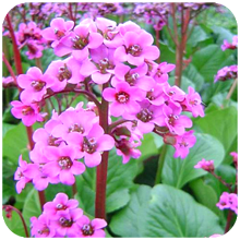 Bergenia Ligulata - Ayurvedic Herb