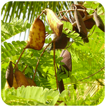 Caesalpinia sappan