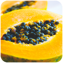 Carica papaya