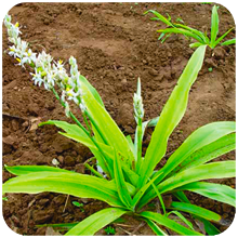 Chlorophytum arundinaceum