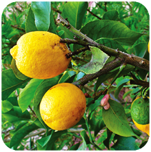 Citrus limonum