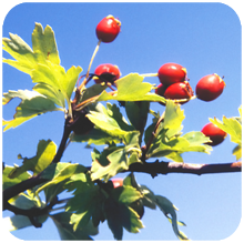 Crataegus_oxycantha