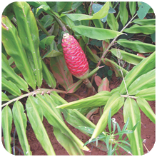 Curcuma_amada