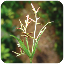 Cyperus_rotundus