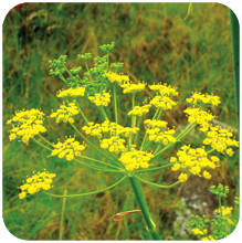 Foeniculum_vulgare