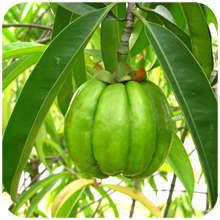 Garcinia_cambodgia