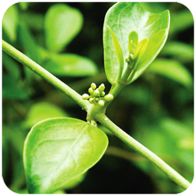 Gymnema sylvestre