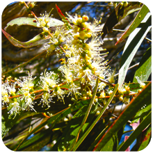 Melaleuca leucadendra