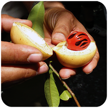 Myristica fragrans