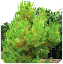 Pinus roxburghii