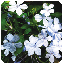 Plumbago zeylanica