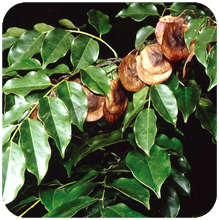 Pterocarpus marsupium