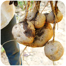 Pueraria tuberosa