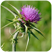 Silybum marianum