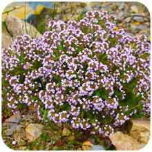 Thymus vulgaris