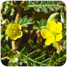 Tribulus terrestris