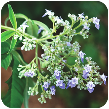 Vitex negundo