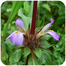 asteracantha longifolia