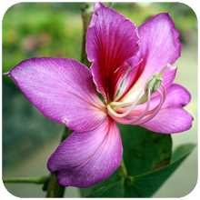 bauhinia variegata