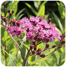 vernonia anthelmintica