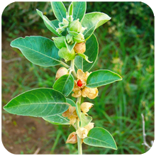 Steroidal lactones from withania somnifera